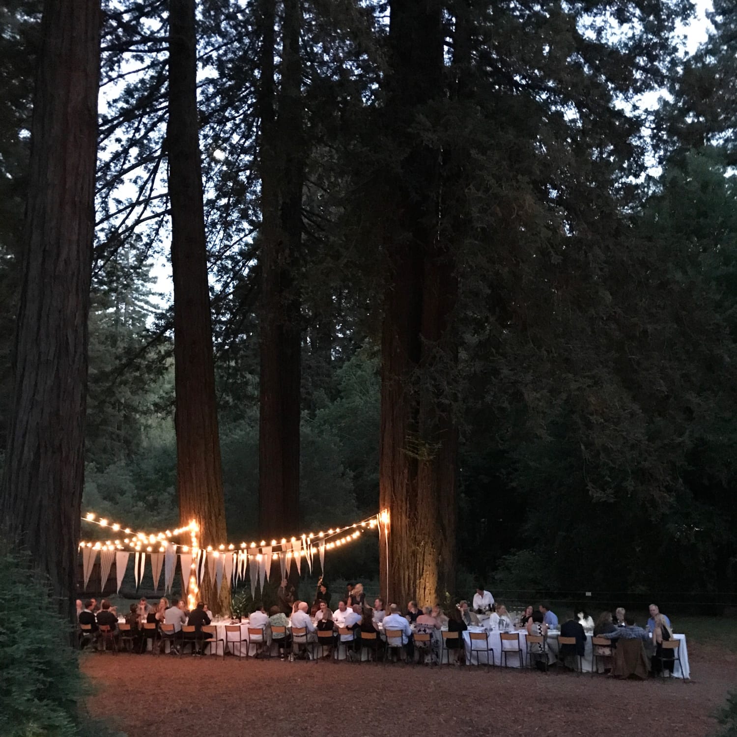 Dinner In The Redwoods - elsie green