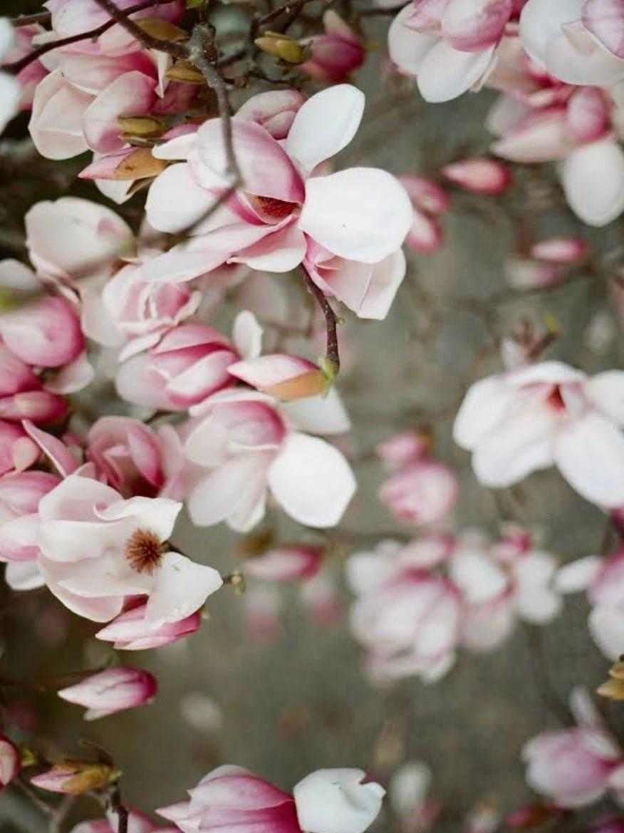 Elsie's Eight | January Edition - elsie green