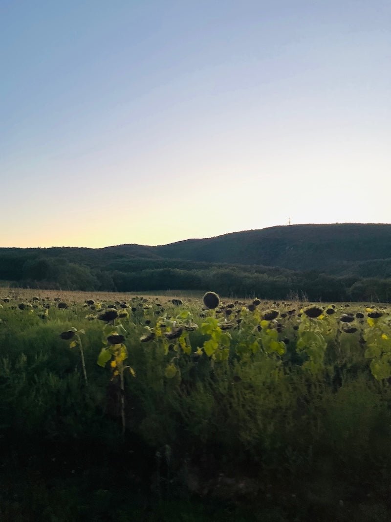 European Dispatch | Fall in the French Countryside - elsie green