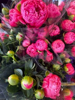 I'm Your Cherry Blossom Baby | Spring Travel Diary - elsie green