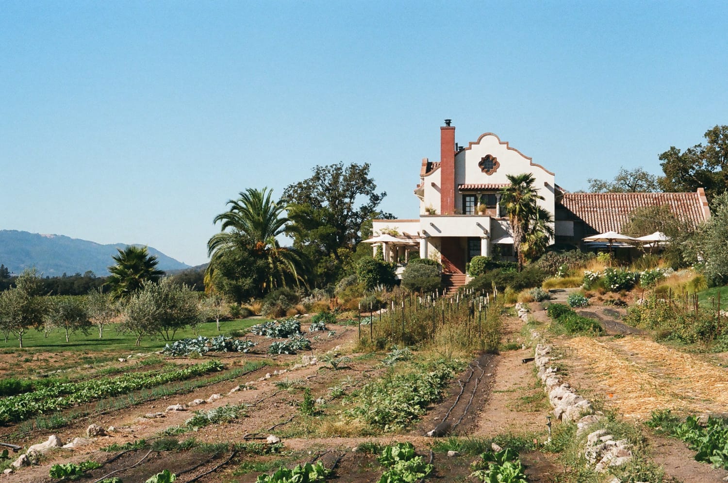 Photo Essay | Scribe Winery on Film - elsie green