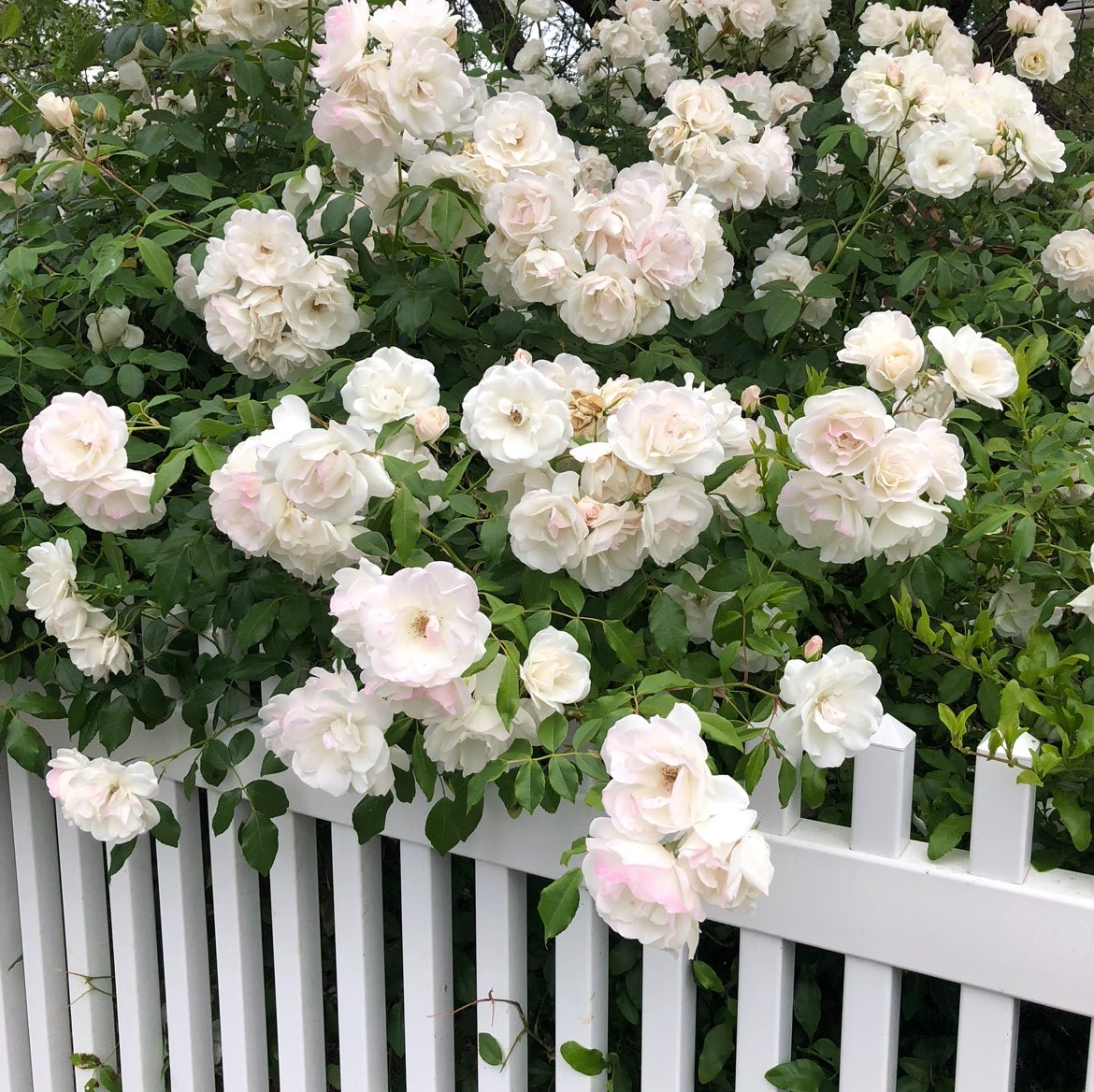 Press Play | In The Garden - elsie green