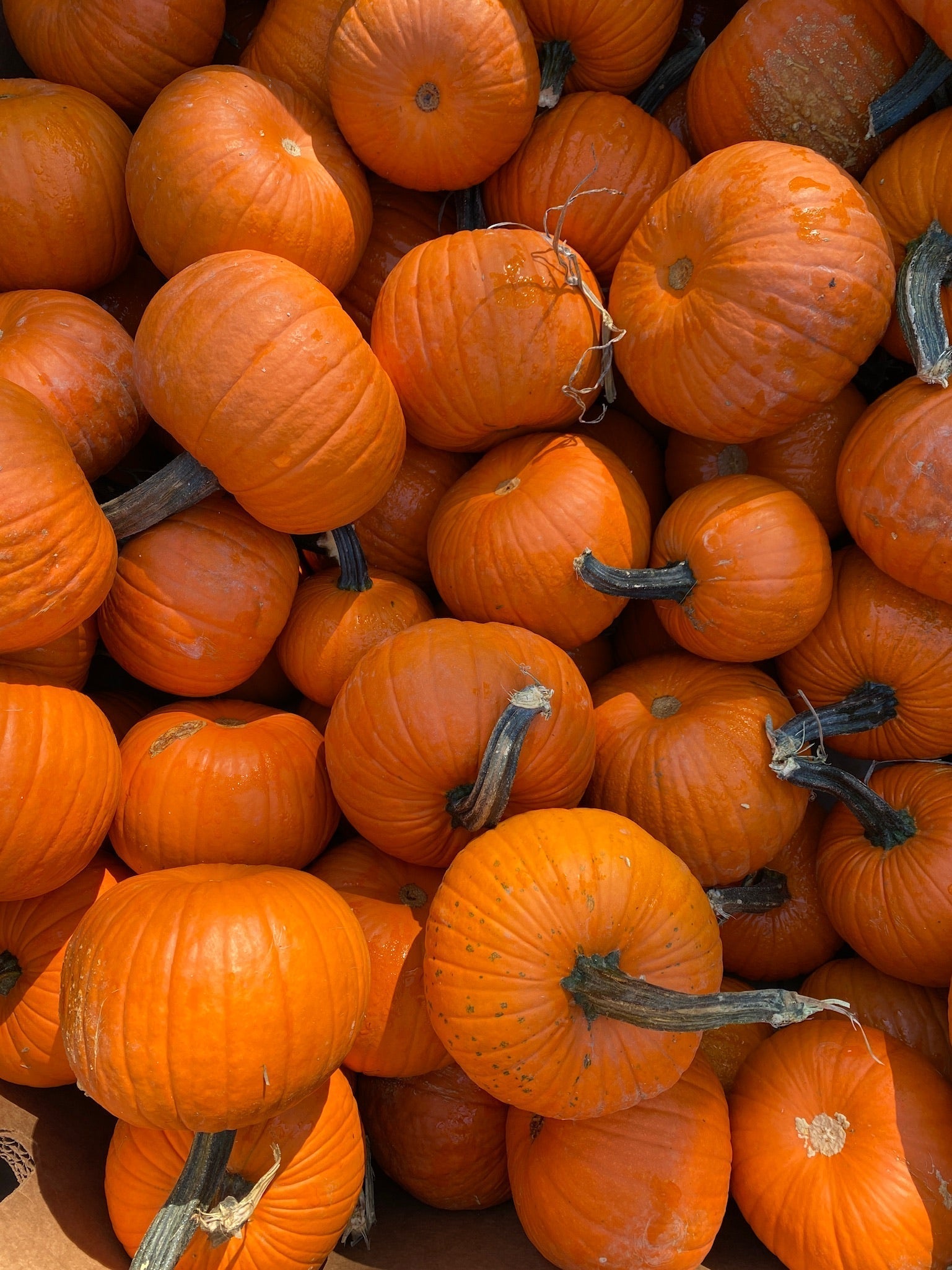 Press Play | Witchy Energy - elsie green