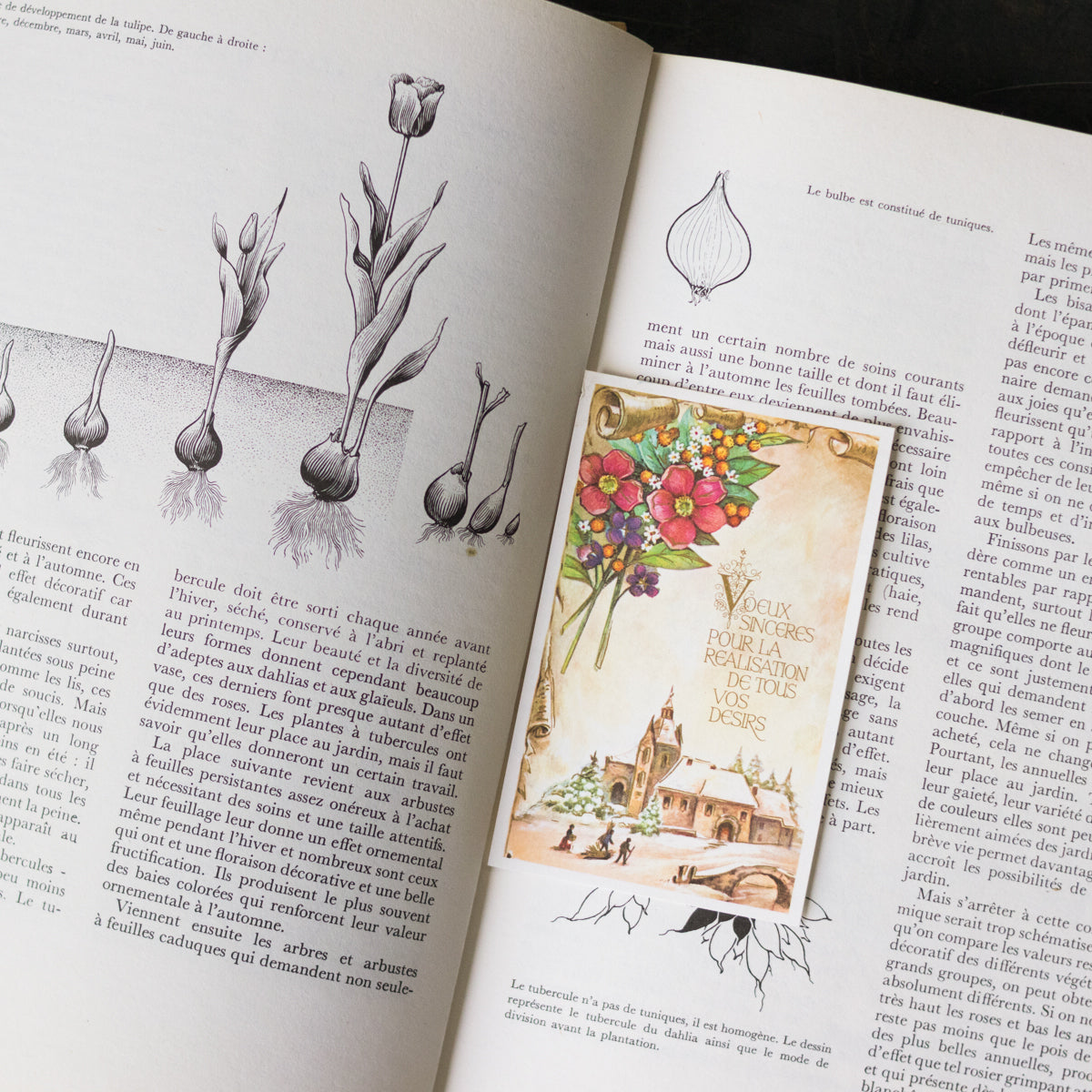 Flore des Jardins Vintage Book – elsie green