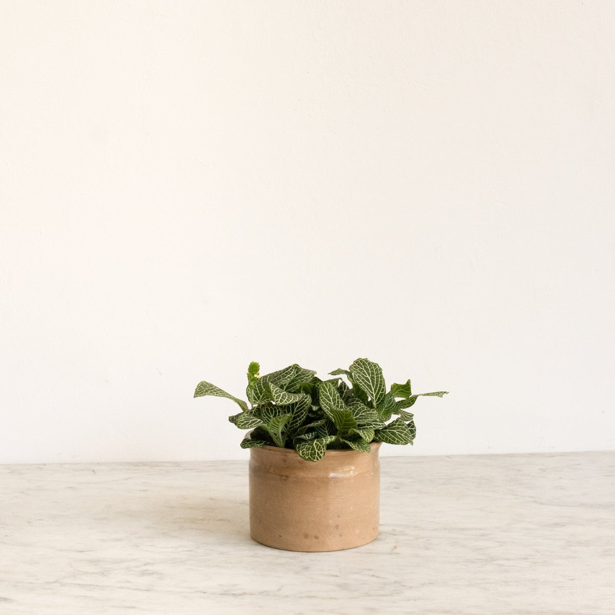 Antique Confiture Crock - elsie green - The French Kitchen