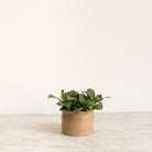 Antique Confiture Crock - elsie green - The French Kitchen