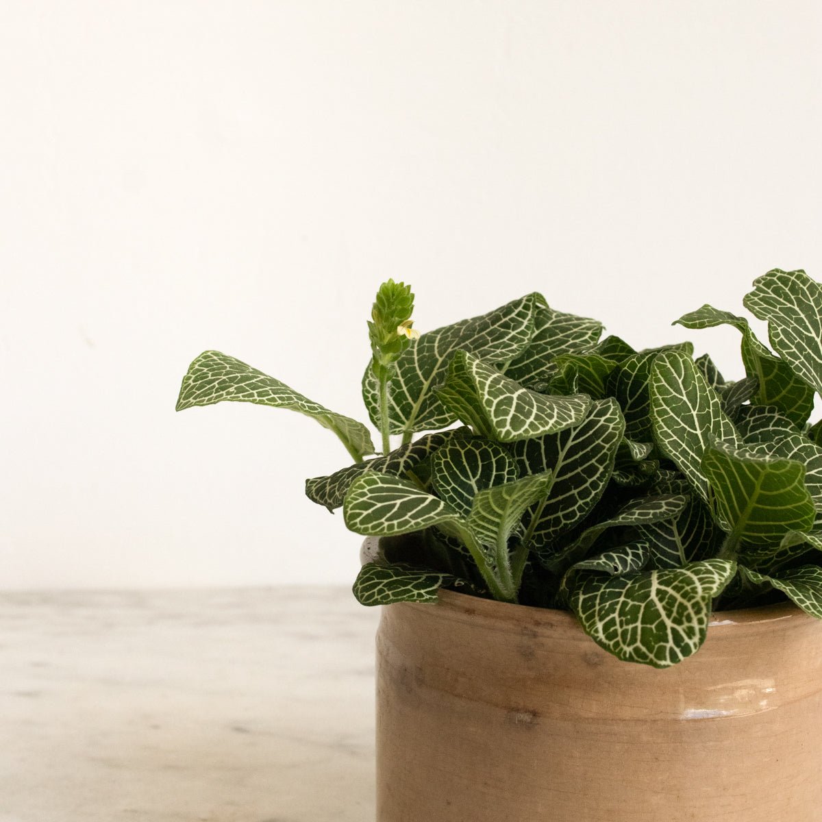 Antique Confiture Crock - elsie green - The French Kitchen