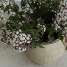 Antique Cream Pitcher - elsie green - the french kitchen