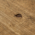 Antique Farm Bench - elsie green - furniture
