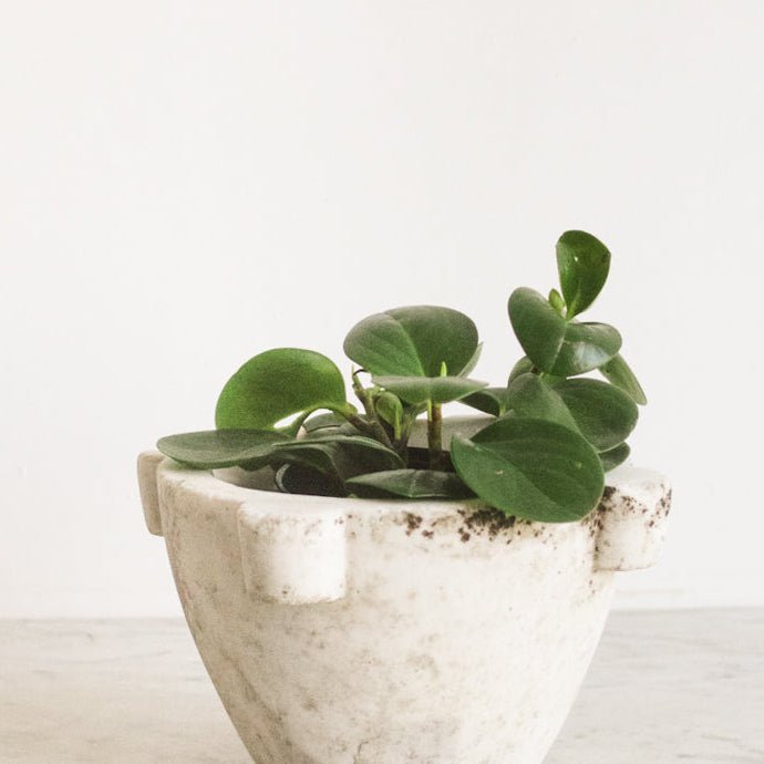 Antique Marble Mortar - elsie green - The French Kitchen