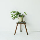 Antique Milking Stool - elsie green - furniture