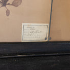 Antique Pressed Botanicals | Dated 1910 - elsie green - art