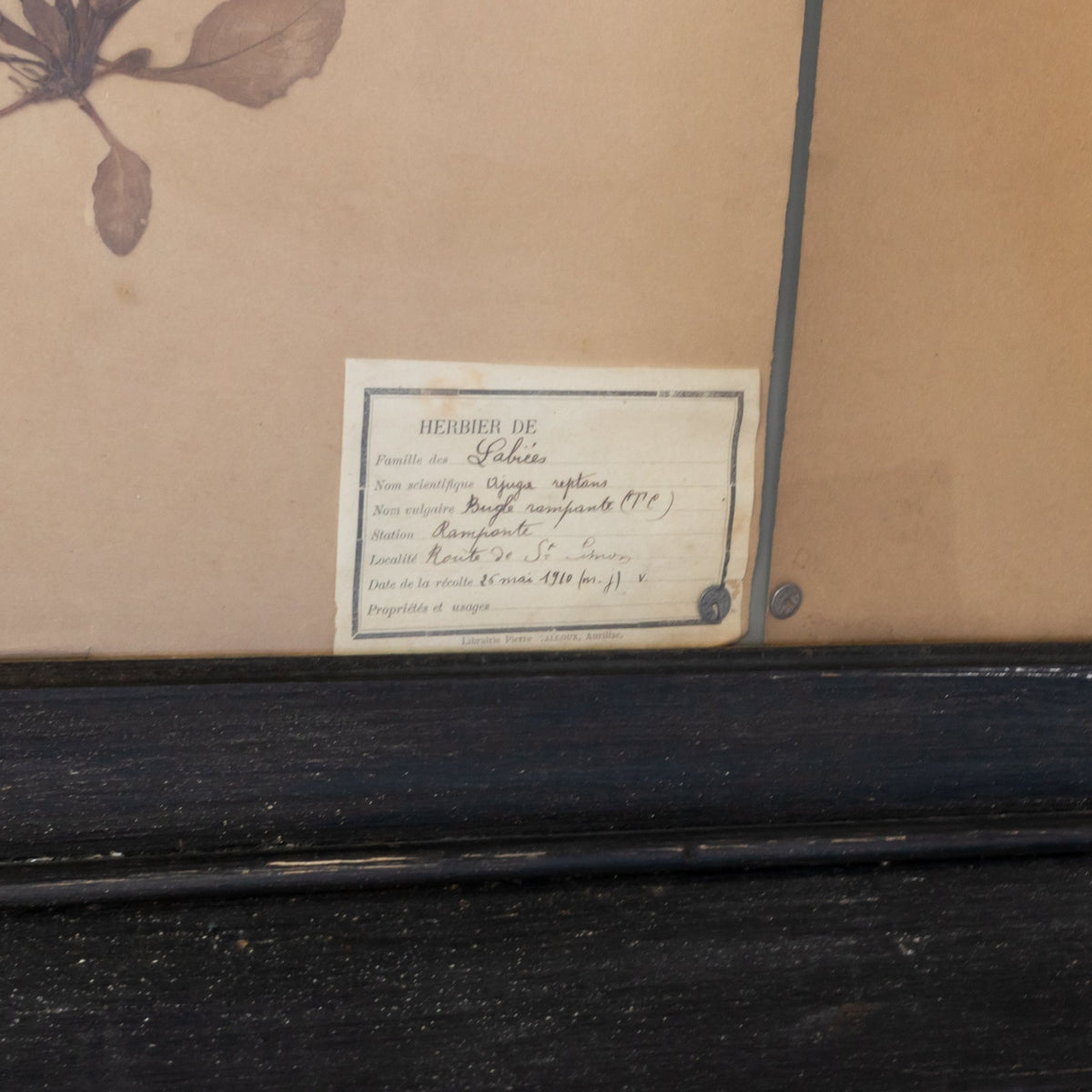 Antique Pressed Botanicals | Dated 1910 - elsie green - art