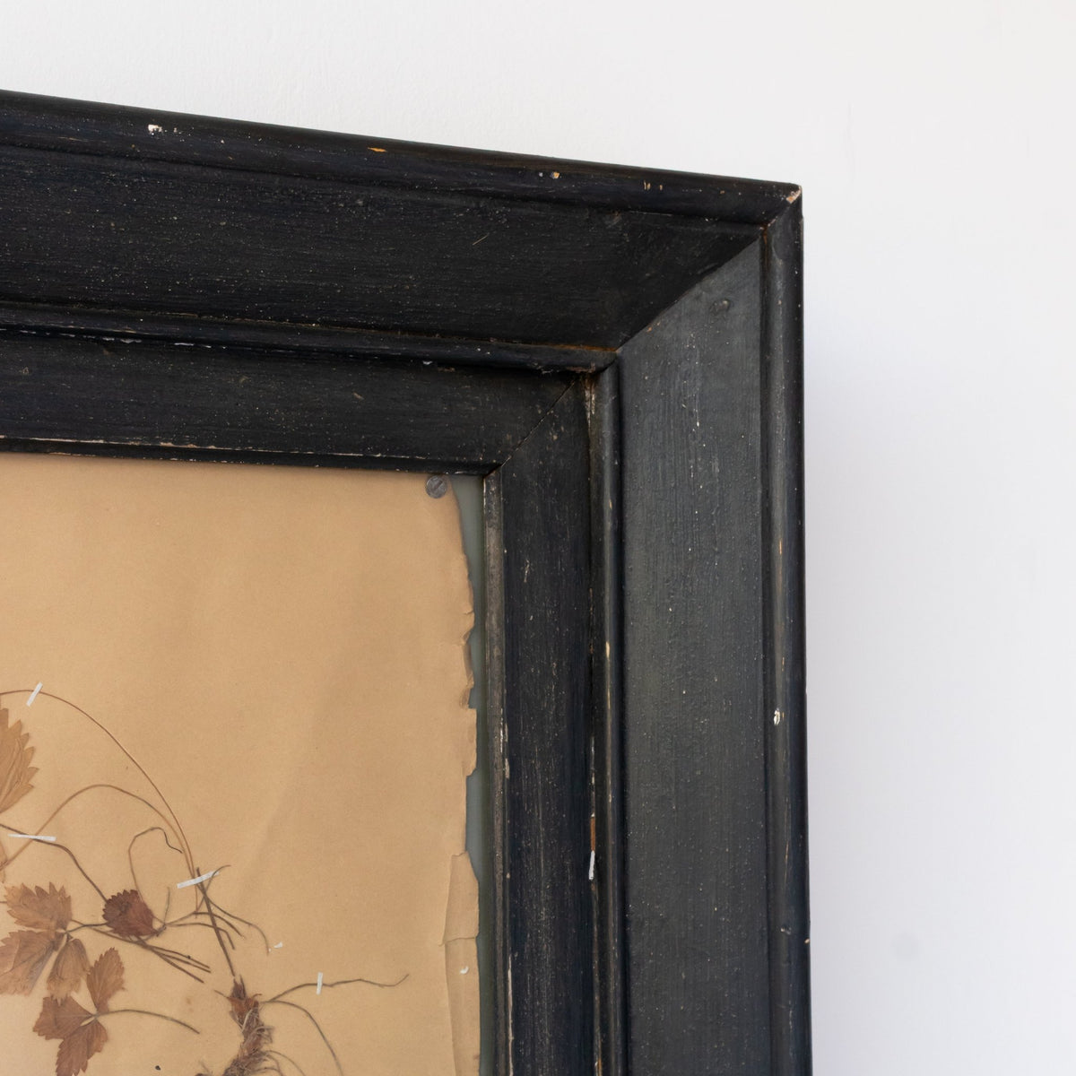Antique Pressed Botanicals | Dated 1910 - elsie green - art
