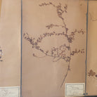 Antique Pressed Botanicals | Dated 1910 - elsie green - art