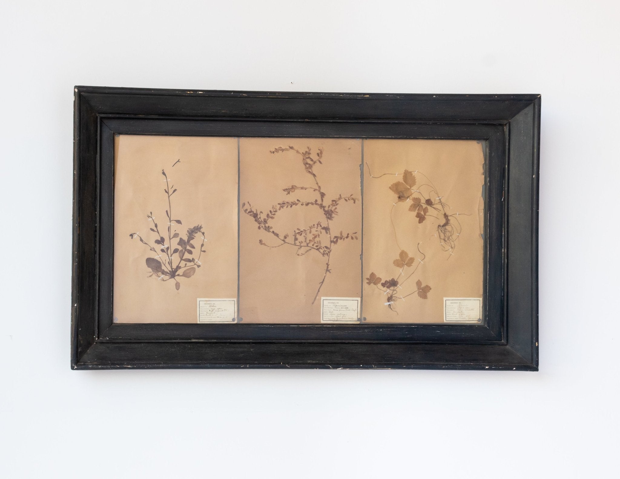 Antique Pressed Botanicals | Dated 1910 - elsie green - art