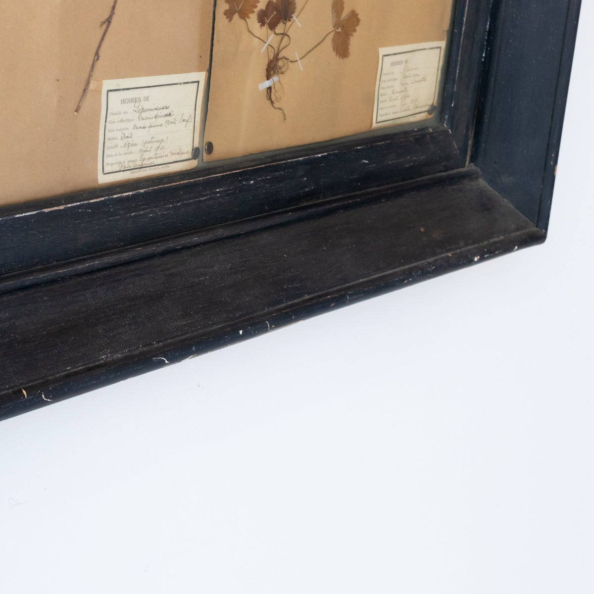 Antique Pressed Botanicals | Dated 1910 - elsie green - art