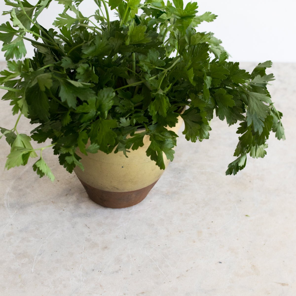 Antique Provencal Crock - elsie green - The French Kitchen