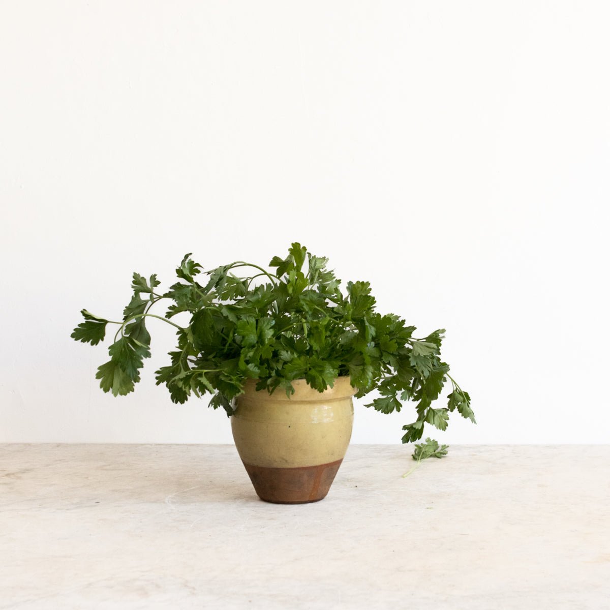 Antique Provencal Crock - elsie green - The French Kitchen