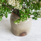 Antique Stamped Mustard Pot - elsie green - the french ktichen