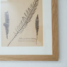 Framed Botanical Specimen No. 262 - elsie green