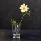 Baccarat Engraved Tumbler | 1915 - elsie green - The French Kitchen