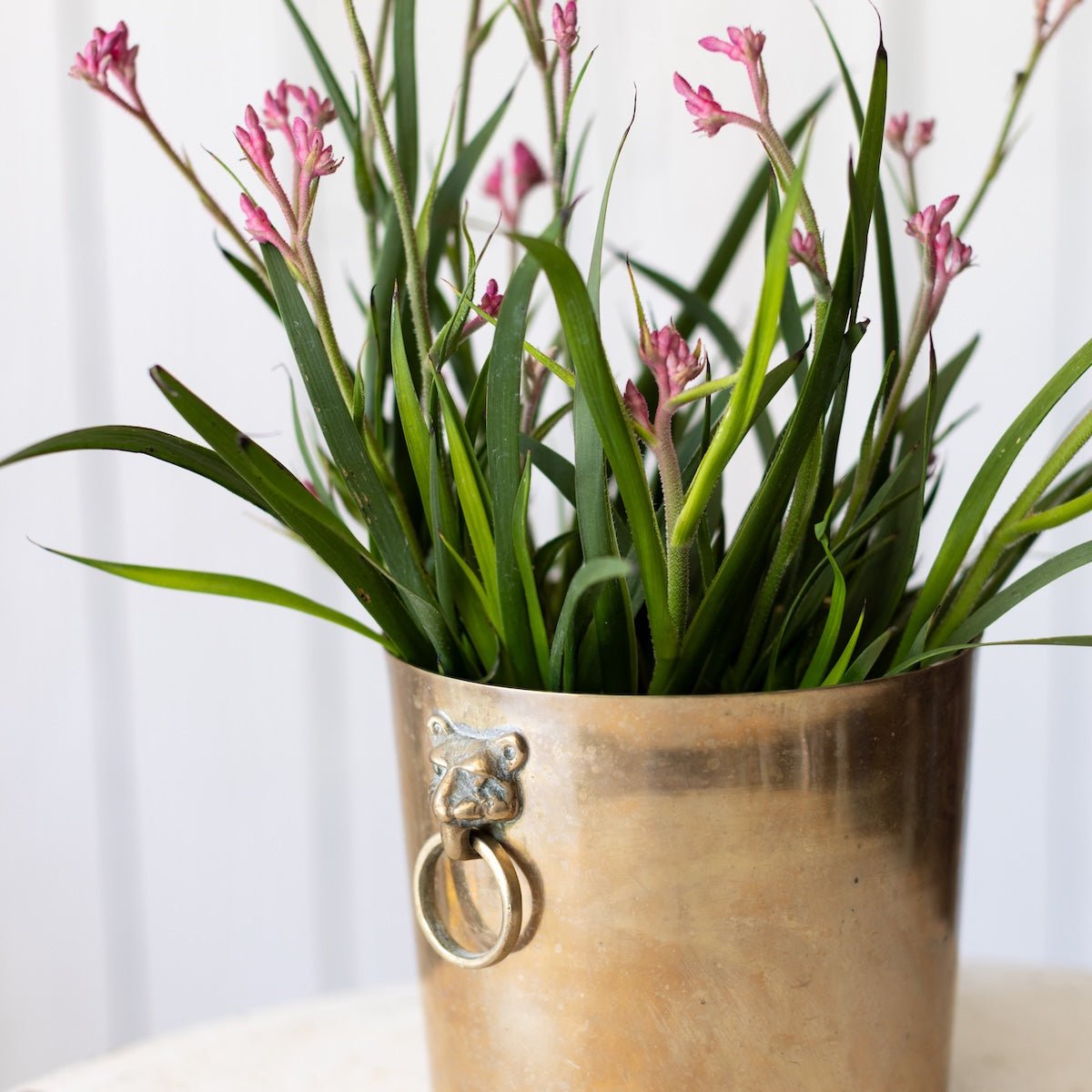 Brass Cachepot with Lion Handles - elsie green - decor