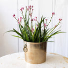 Brass Cachepot with Lion Handles - elsie green - decor