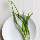 Chantilly Large Platter - elsie green - the french kitchen