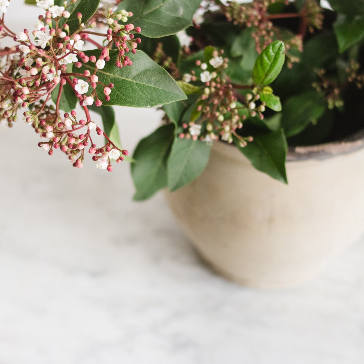Cream Pitcher - elsie green - the french kitchen