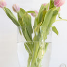 Cut Glass Candy Jar - elsie green - decor
