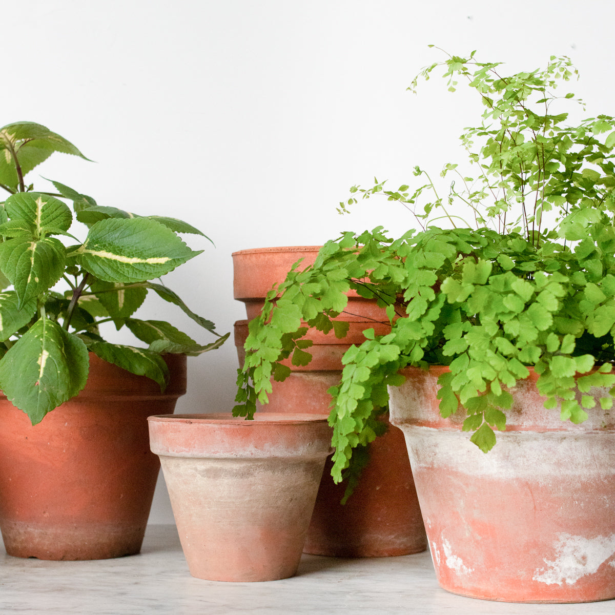 Pair of Vintage Garden Pots - elsie green