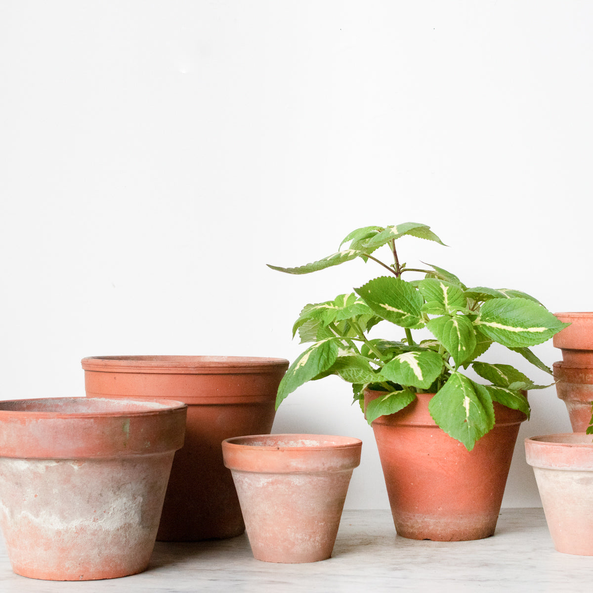 Pair of Vintage Garden Pots - elsie green