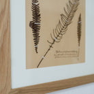 Framed Botanical Specimen No. 262 - elsie green - Art