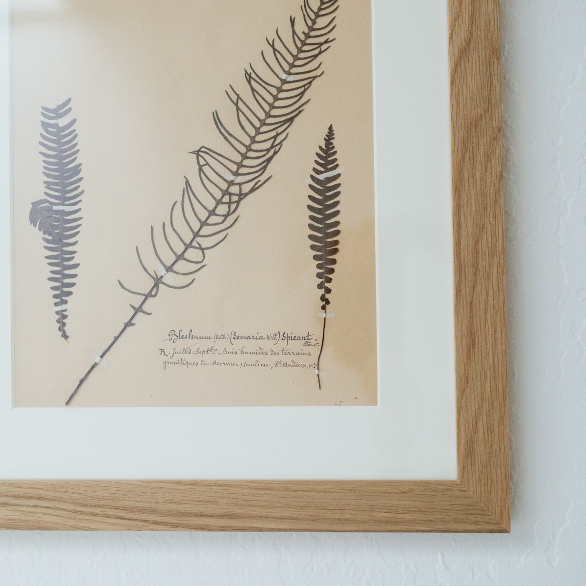 Framed Botanical Specimen No. 262 - elsie green - Art