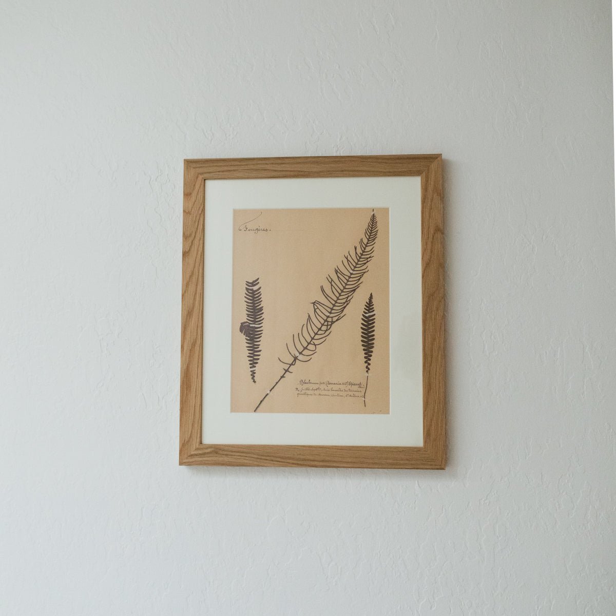 Framed Botanical Specimen No. 262 - elsie green - Art