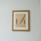 Framed Botanical Specimen No. 262 - elsie green - Art