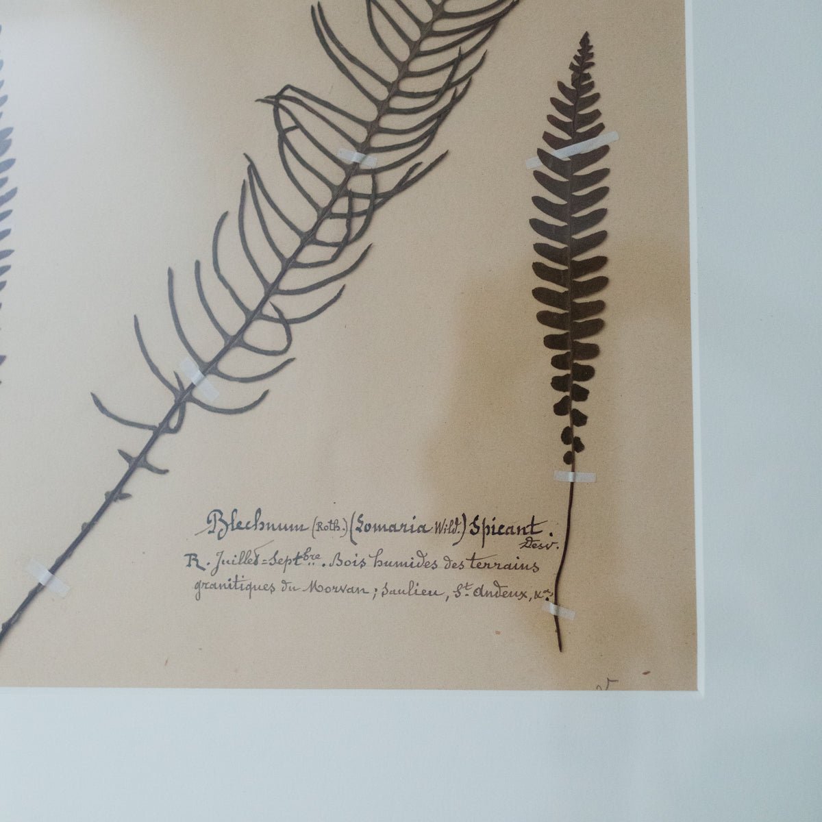 Framed Botanical Specimen No. 262 - elsie green - Art