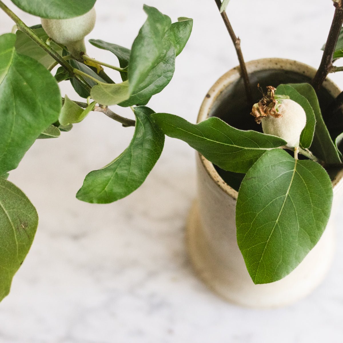 Hand Made Stoneware Vase | Bob Dinetz - elsie green - decor