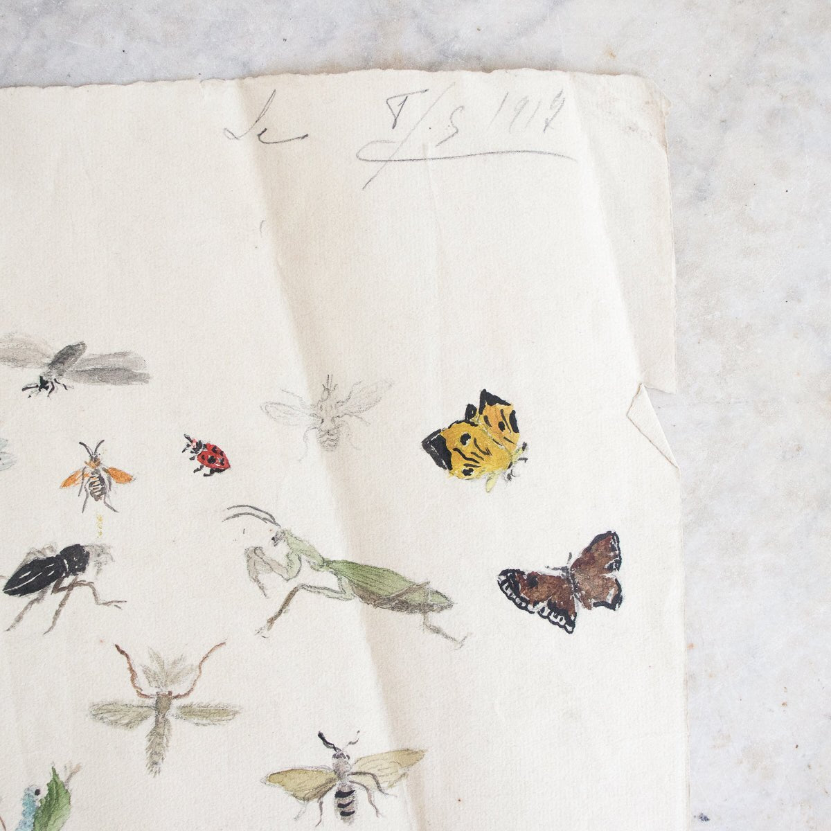 Insects Study Watercolor Painting | Dated 1919 - elsie green - Art