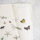 Insects Study Watercolor Painting | Dated 1919 - elsie green - Art