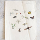 Insects Study Watercolor Painting | Dated 1919 - elsie green - Art