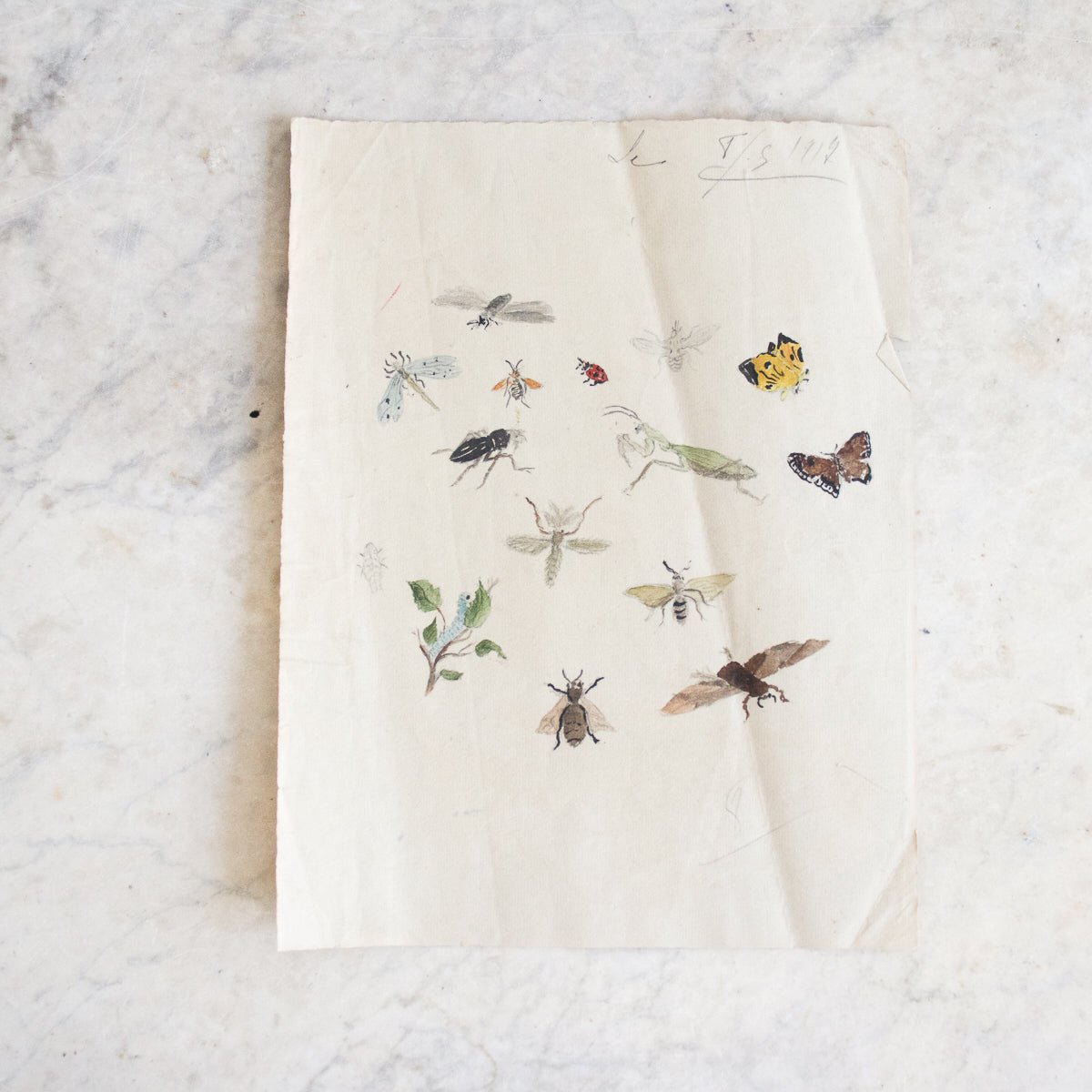Insects Study Watercolor Painting | Dated 1919 - elsie green - Art