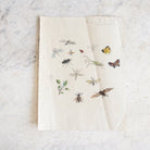 Insects Study Watercolor Painting | Dated 1919 - elsie green - Art