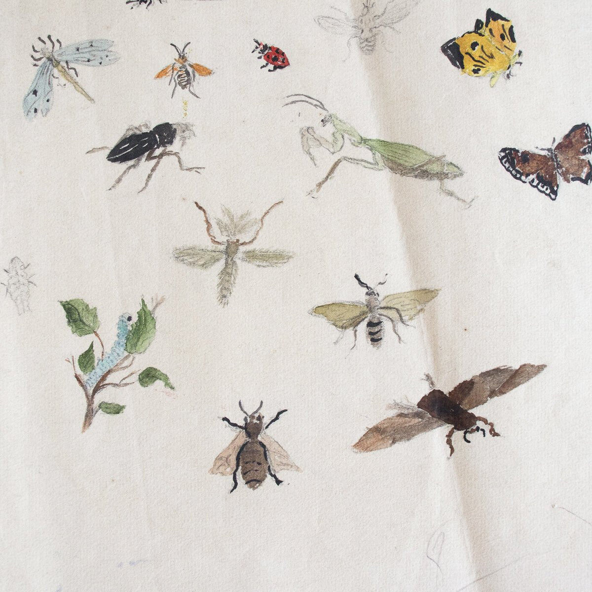 Insects Study Watercolor Painting | Dated 1919 - elsie green - Art