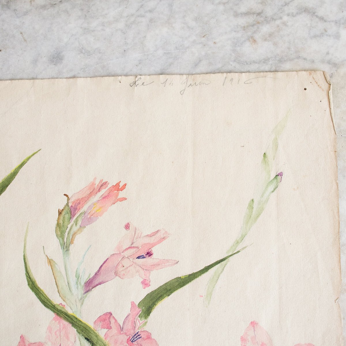 Iris Study Watercolor Painting | Dated 1916 - elsie green - Art
