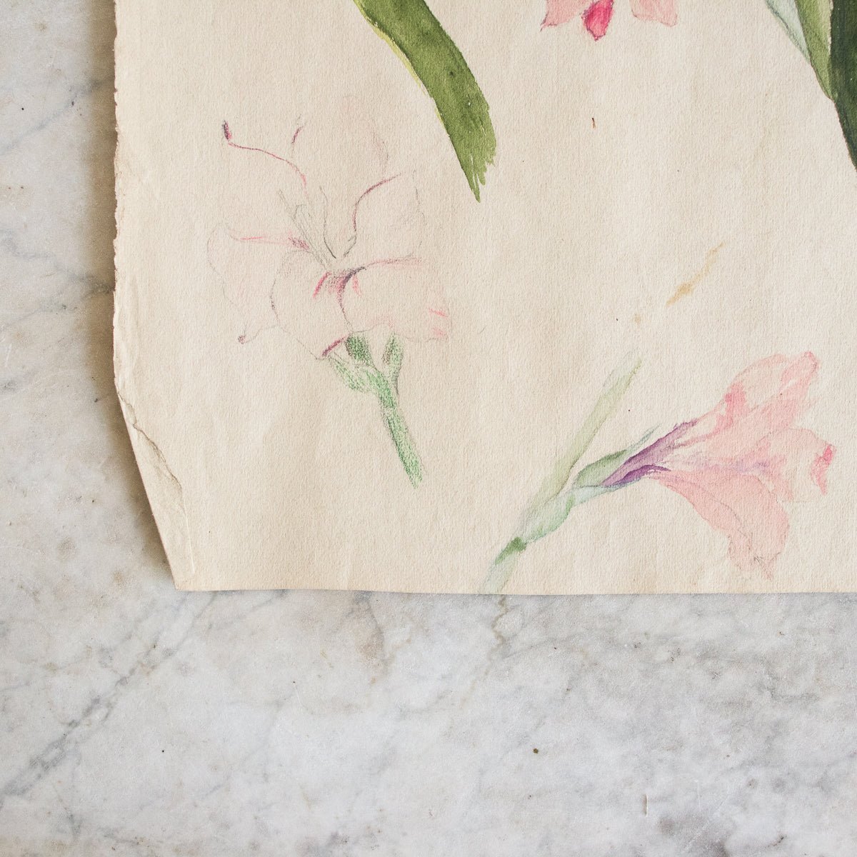 Iris Study Watercolor Painting | Dated 1916 - elsie green - Art