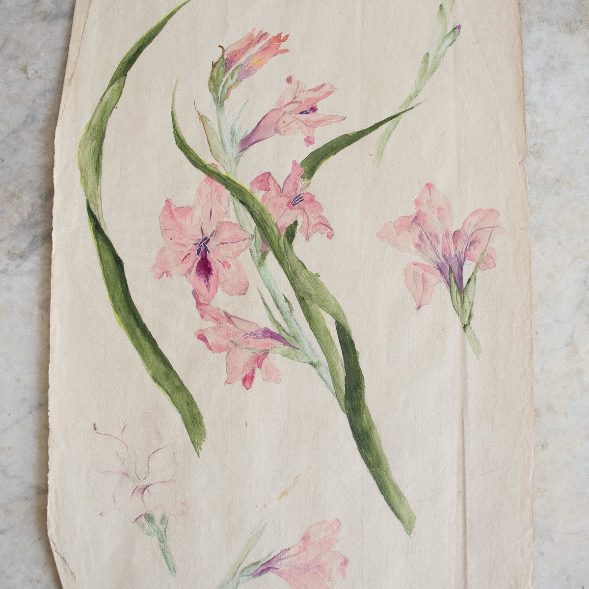 Iris Study Watercolor Painting | Dated 1916 - elsie green - Art