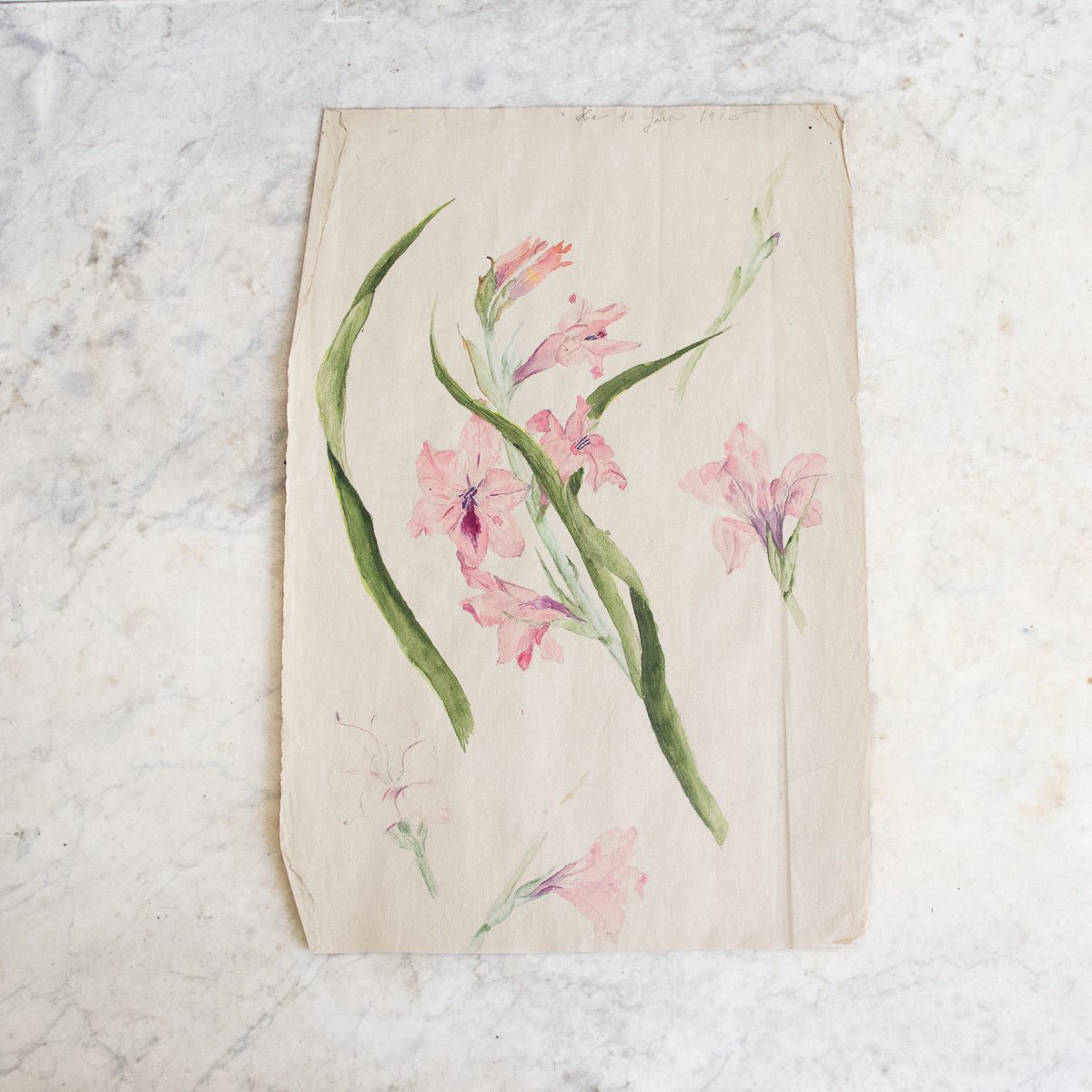 Iris Study Watercolor Painting | Dated 1916 - elsie green - Art