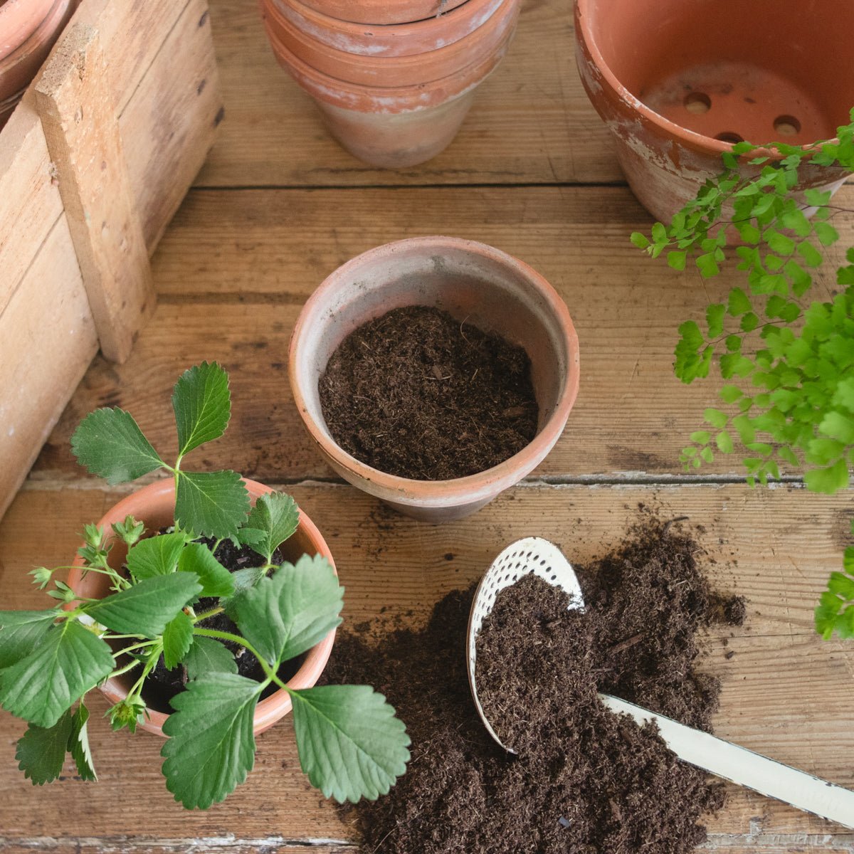 Pair of Vintage Garden Pots - elsie green - Decor